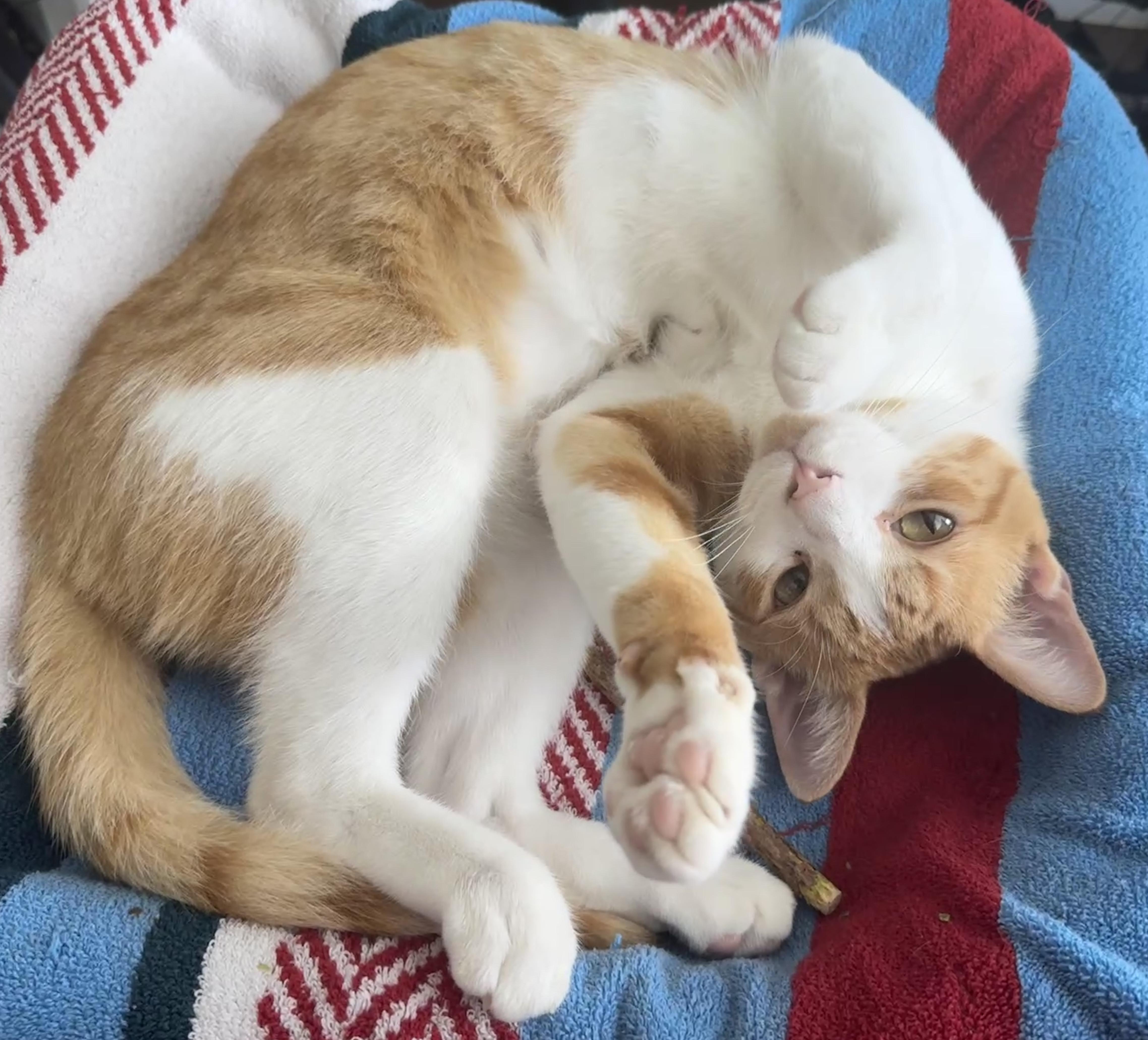 Enlarge Tater (total snuggle bug), a Adoptable Domestic Short Hair in Houston, TX image 5/6