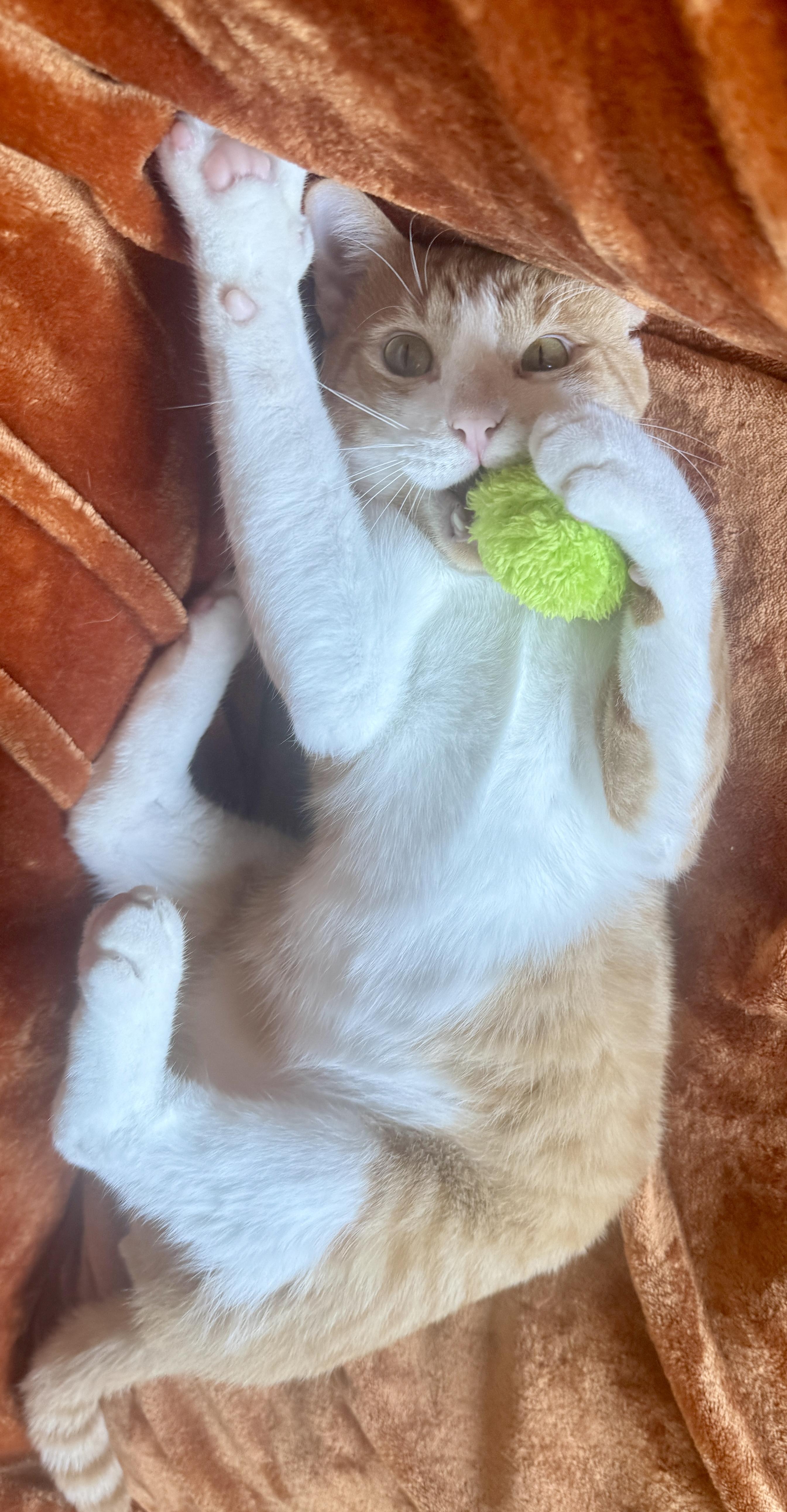 Enlarge Tater (total snuggle bug), a Adoptable Domestic Short Hair in Houston, TX image 4/6