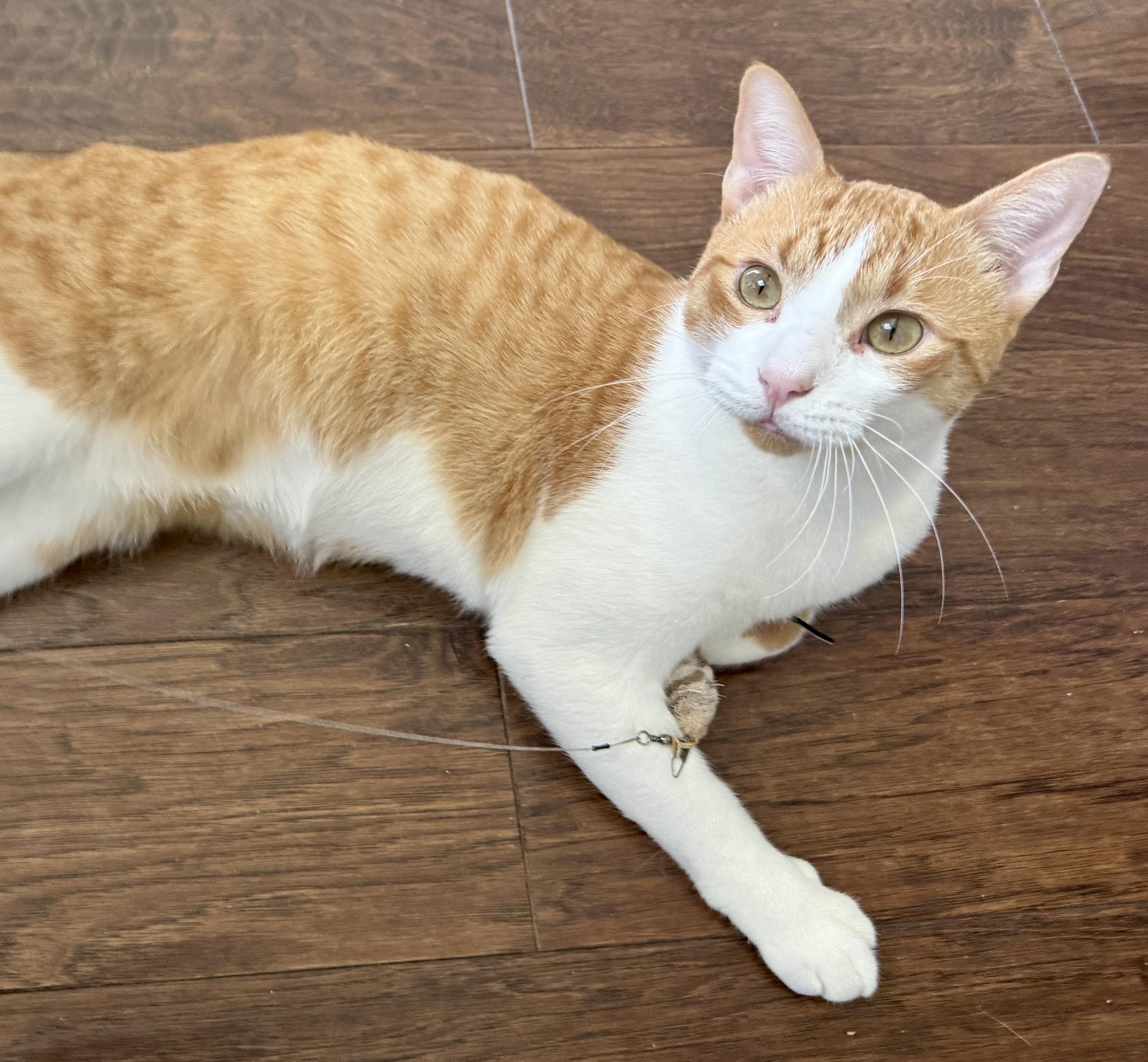 Enlarge Tater (total snuggle bug), a Adoptable Domestic Short Hair in Houston, TX image 3/6