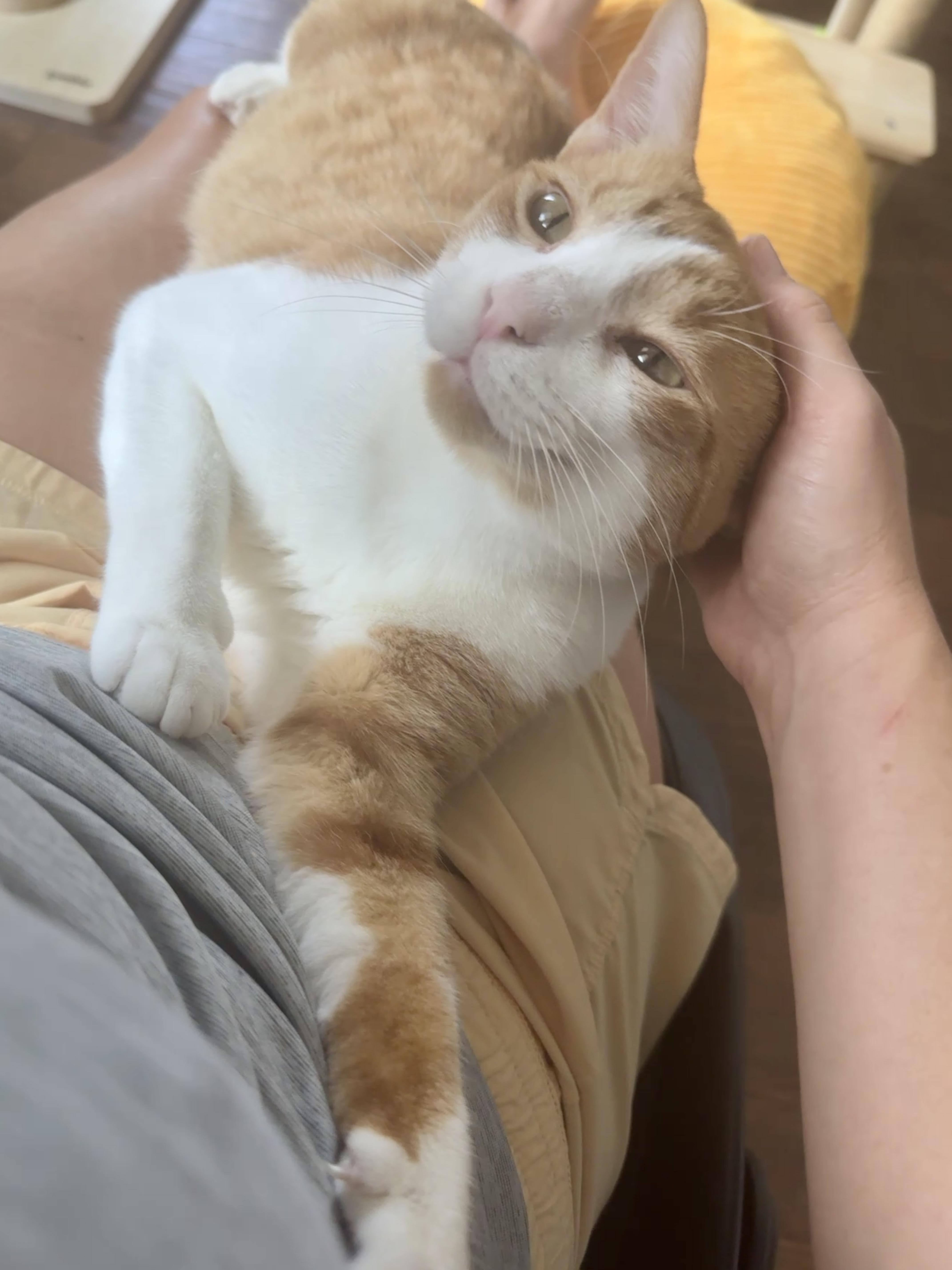 Enlarge Tater (total snuggle bug), a Adoptable Domestic Short Hair in Houston, TX image 2/6