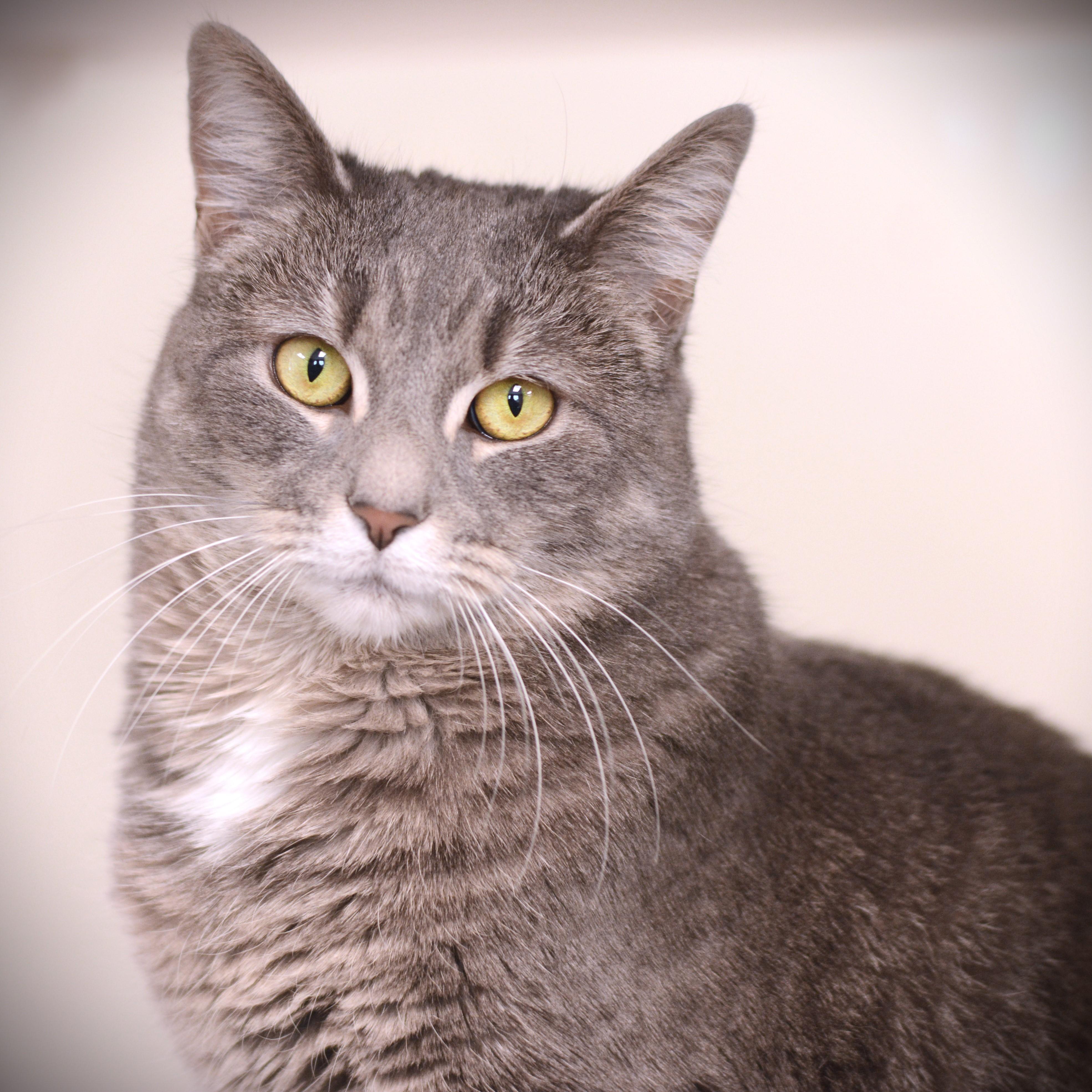 Enlarge Bella Mia, an adopted Domestic Short Hair in Amsterdam, NY image 1/2