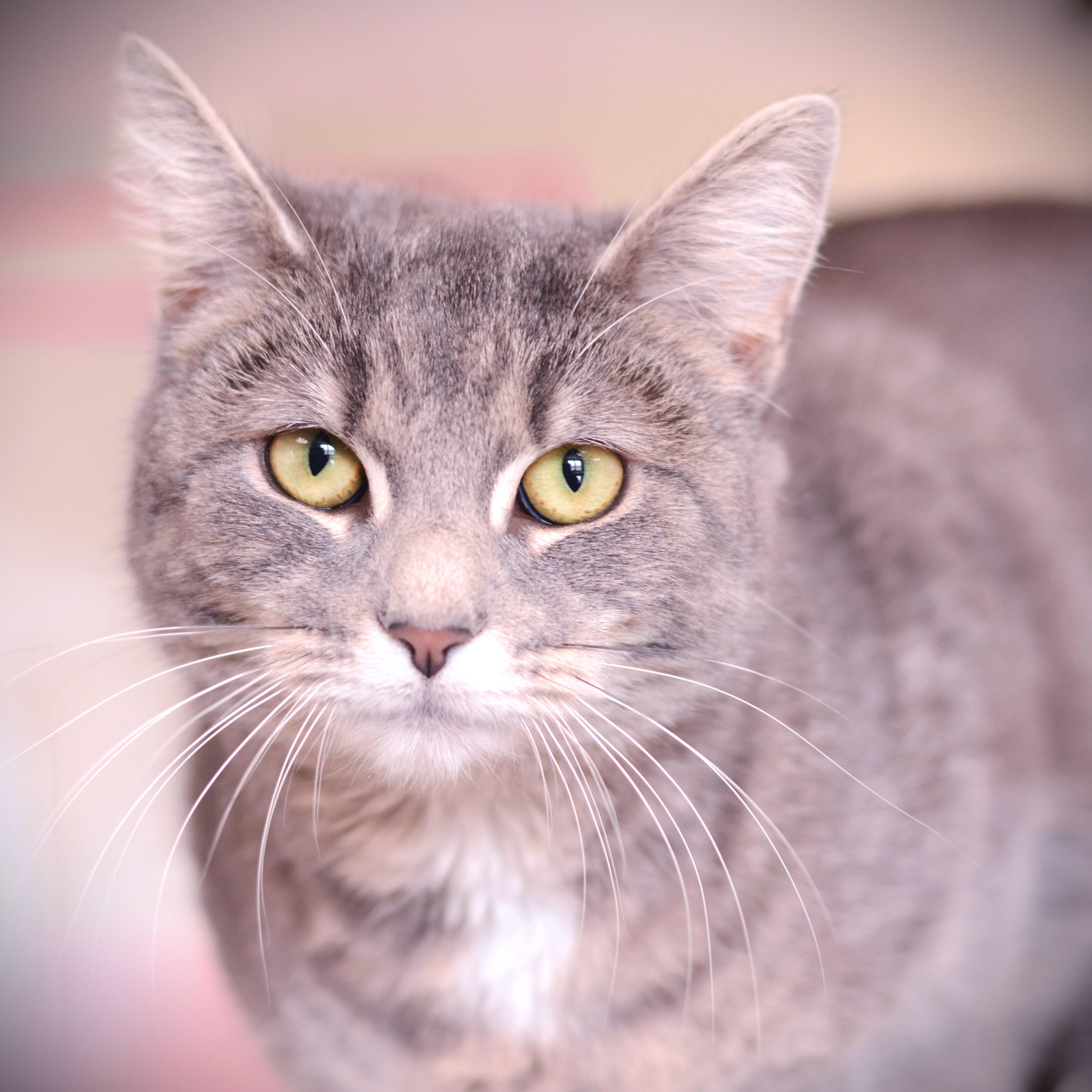 Enlarge Bella Mia, a Adoptable Domestic Short Hair in Amsterdam, NY image 2/2