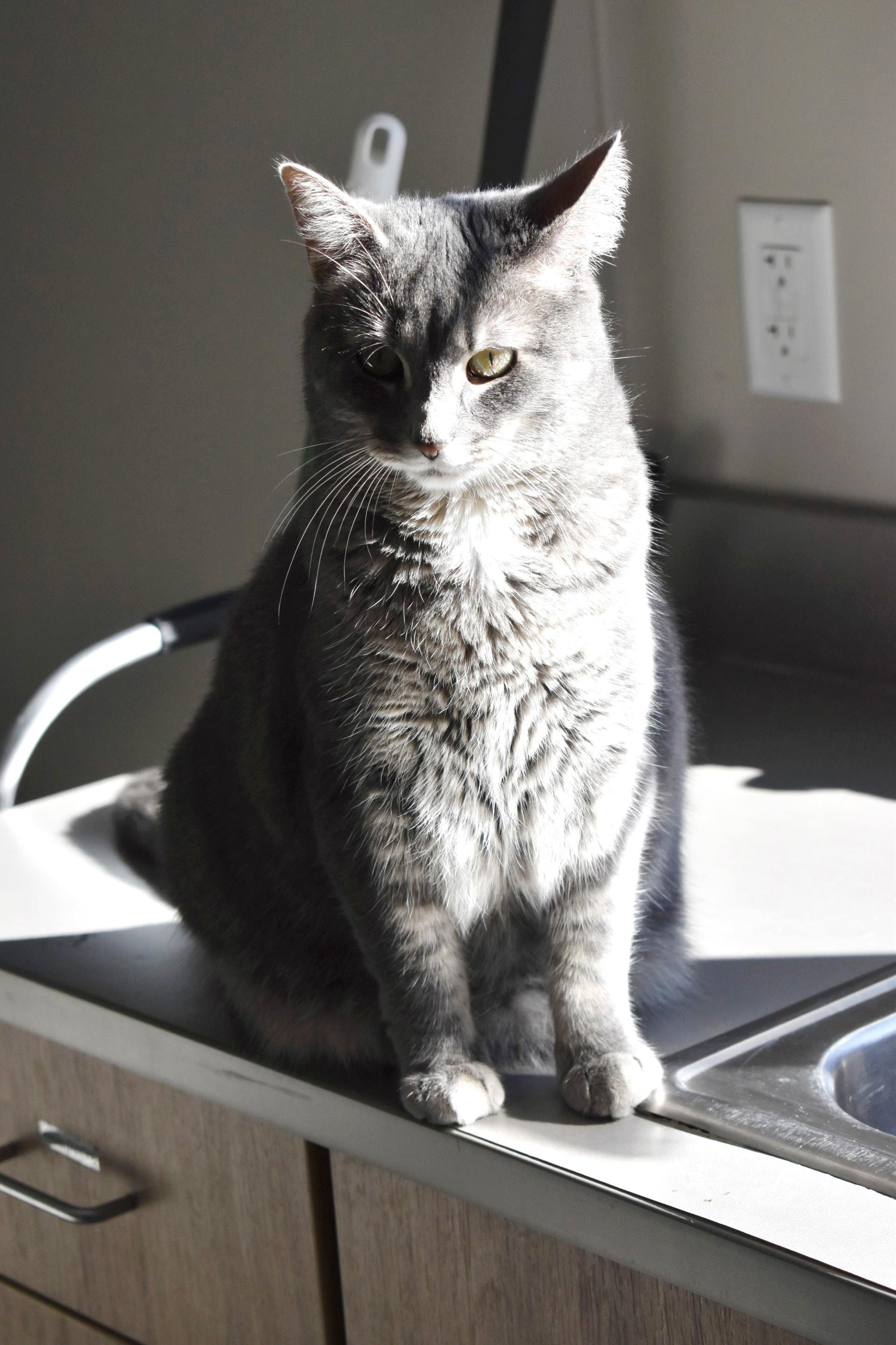 Bella Mia, Adoptable, Adult Female Domestic Short Hair.