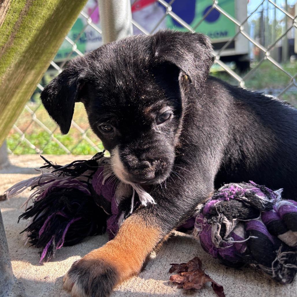 Enlarge Bumble, a Adoptable mixed breed in Cabot, AR image 1/5