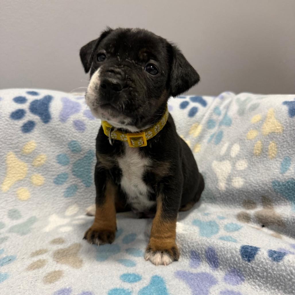 Enlarge Bumble, a Adoptable mixed breed in Cabot, AR image 2/5