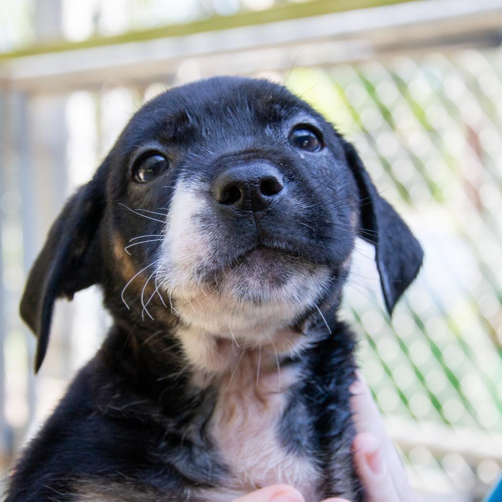 Enlarge Bumble, a Adoptable mixed breed in Cabot, AR image 3/5