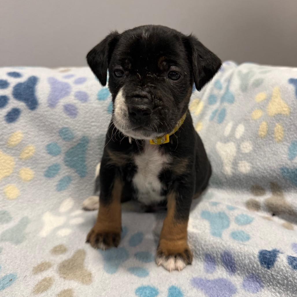 Enlarge Bumble, a Adoptable mixed breed in Cabot, AR image 4/5