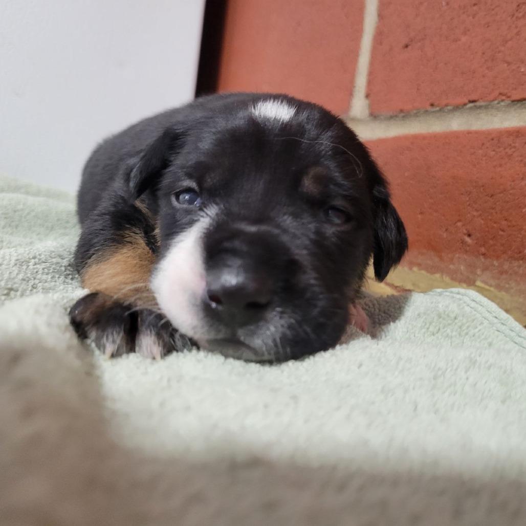 Enlarge Bumble, a Adoptable mixed breed in Cabot, AR image 5/5