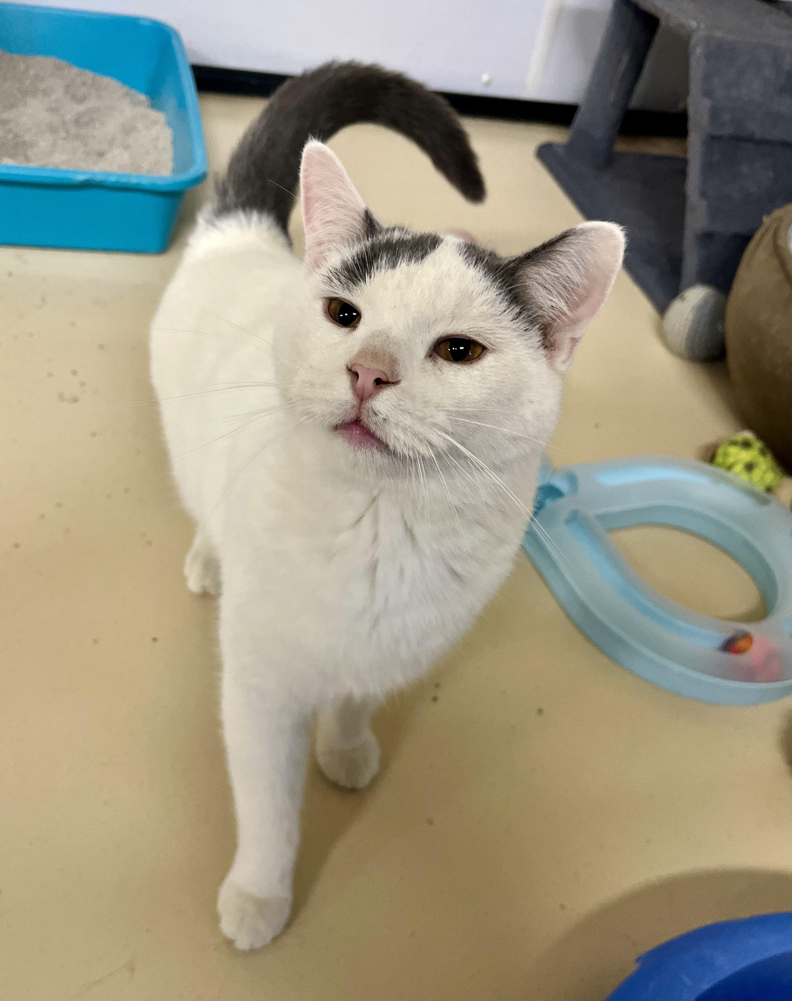 Enlarge Mr. Gibbs, an adoptable Domestic Short Hair in Seville, OH image 1/2