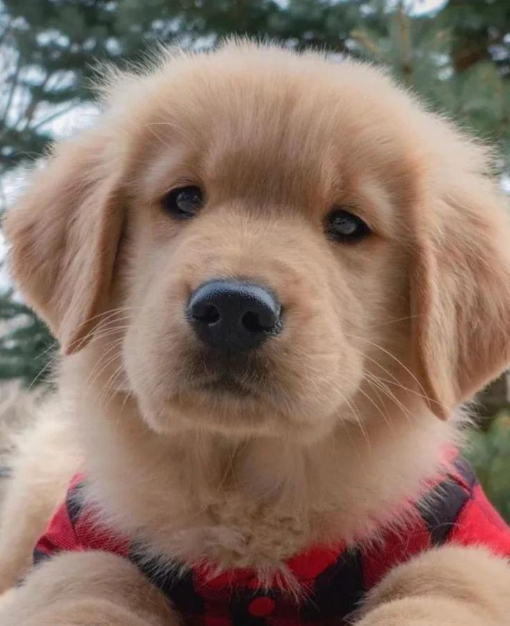 Enlarge Matilda, a Adoptable Golden Retriever in Nashville, TN image 1/1