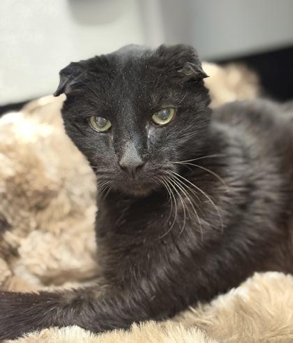 Damian — thumbnail 3