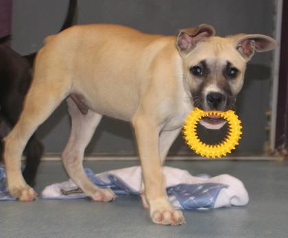 Enlarge Cheerio, a Adoptable mixed breed in Taylorsville, NC image 1/3
