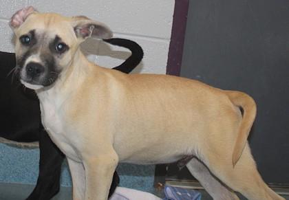 Enlarge Cheerio, a Adoptable mixed breed in Taylorsville, NC image 2/3