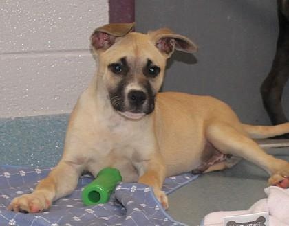 Enlarge Cheerio, a Adoptable mixed breed in Taylorsville, NC image 3/3