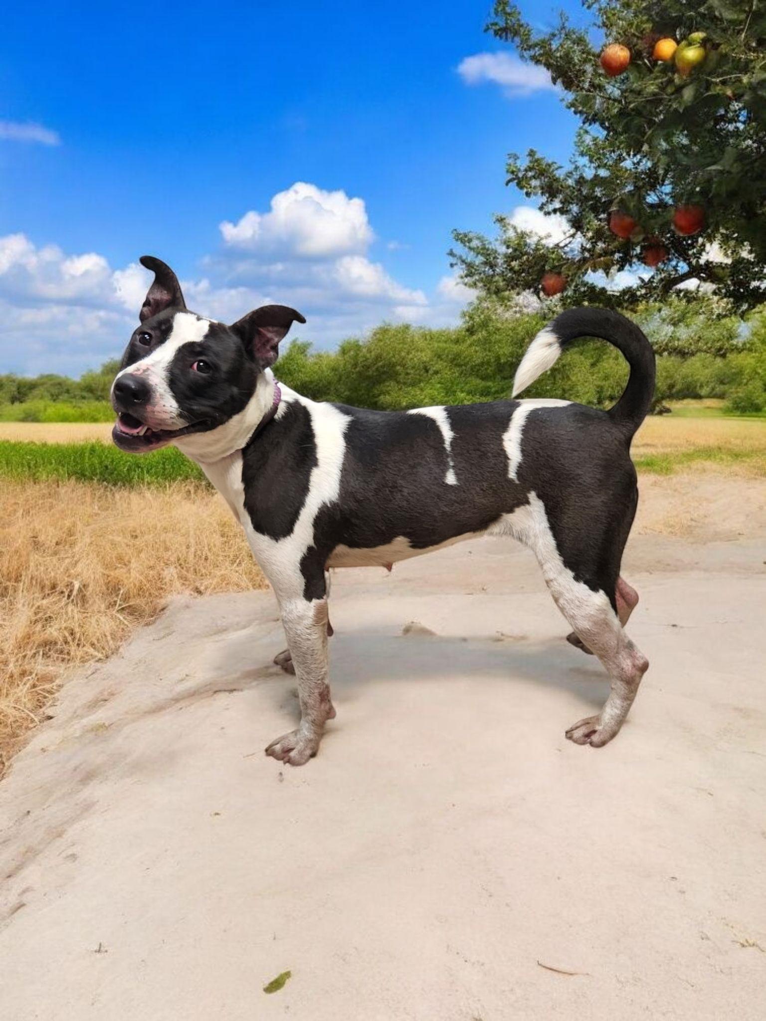 Applesauce, a Adoptable mixed breed image 5/6