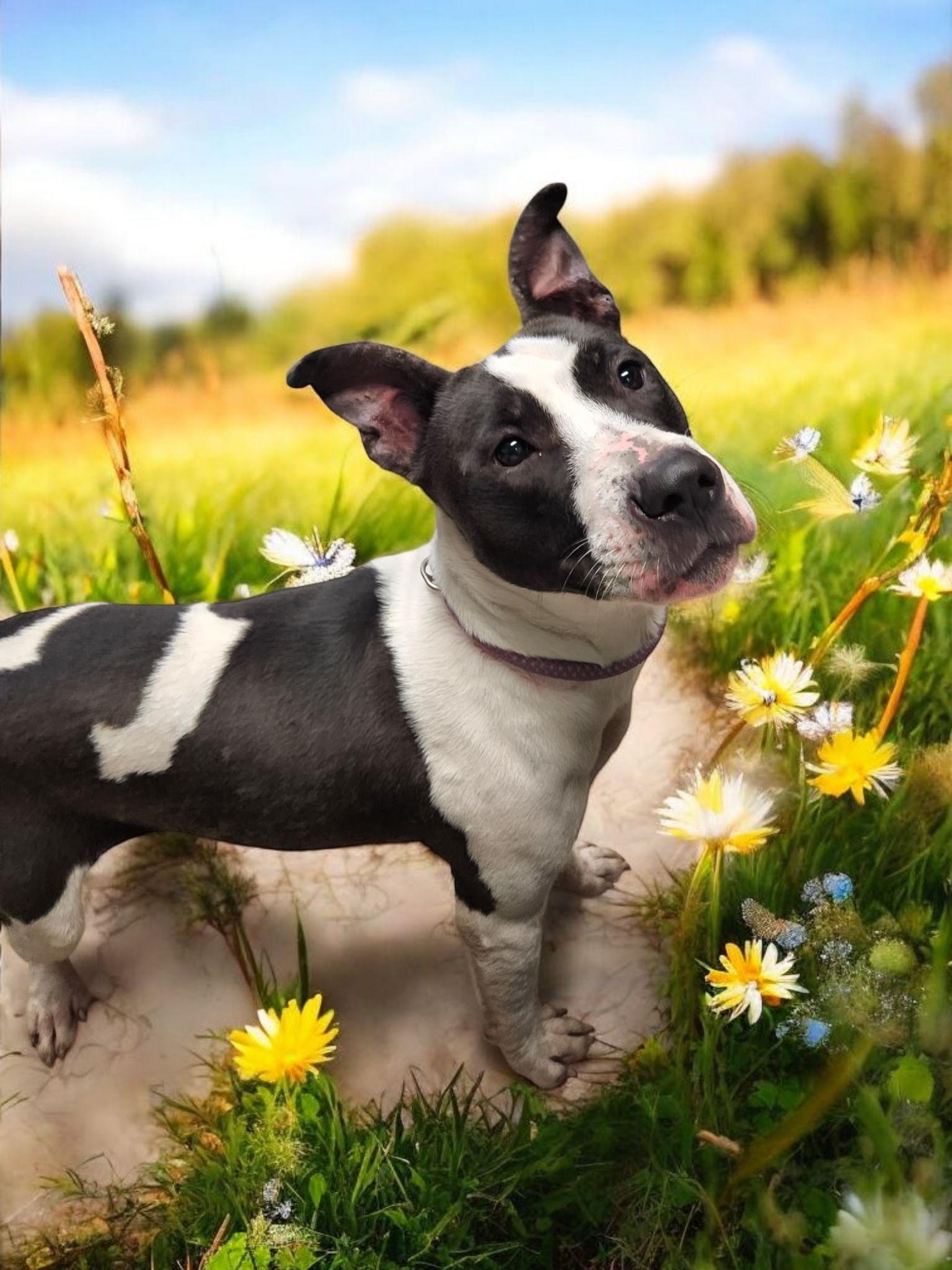 Applesauce, Adoptable, Adult Female Pit Bull Terrier.