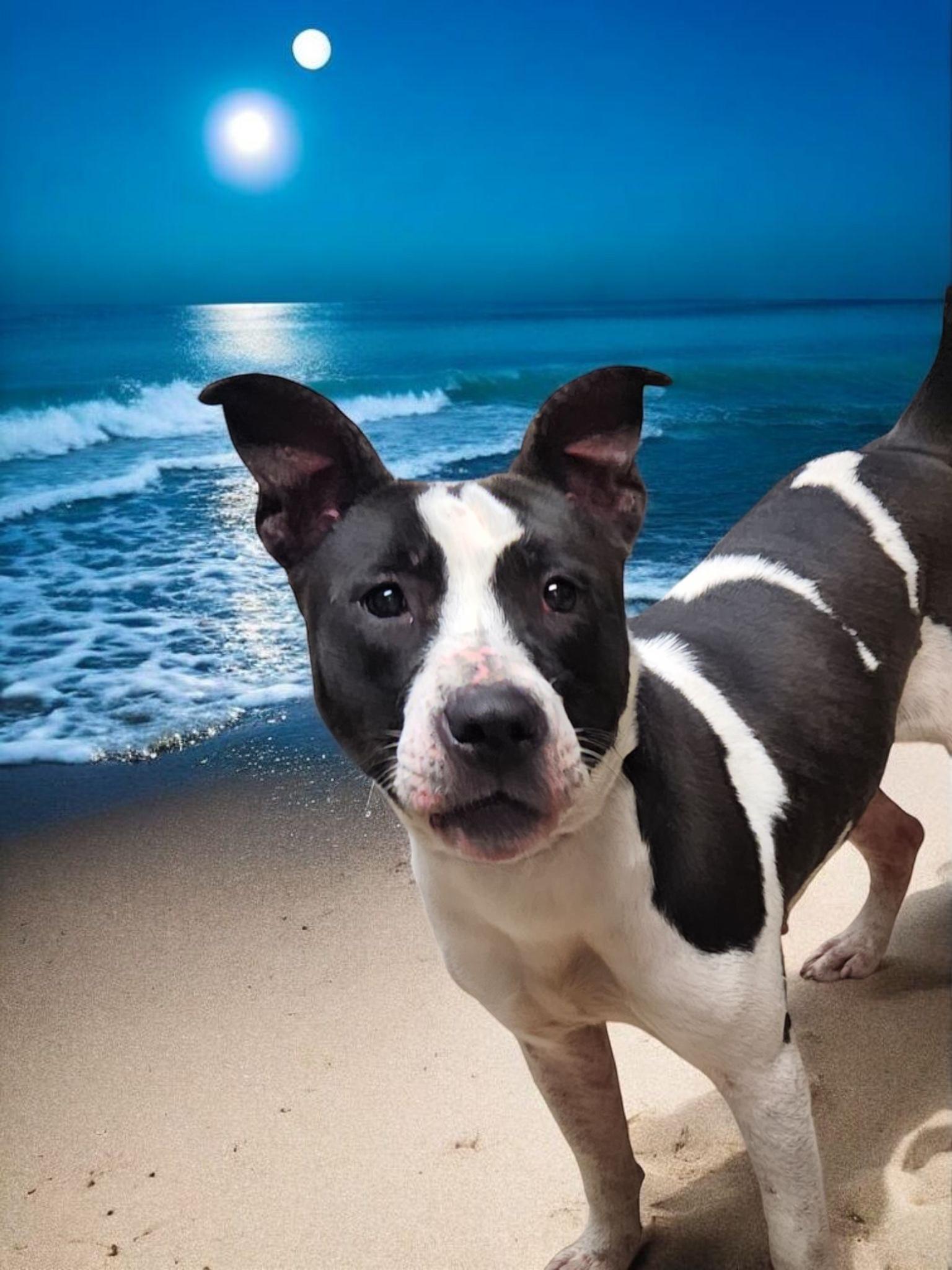 Applesauce, a Adoptable mixed breed image 2/6