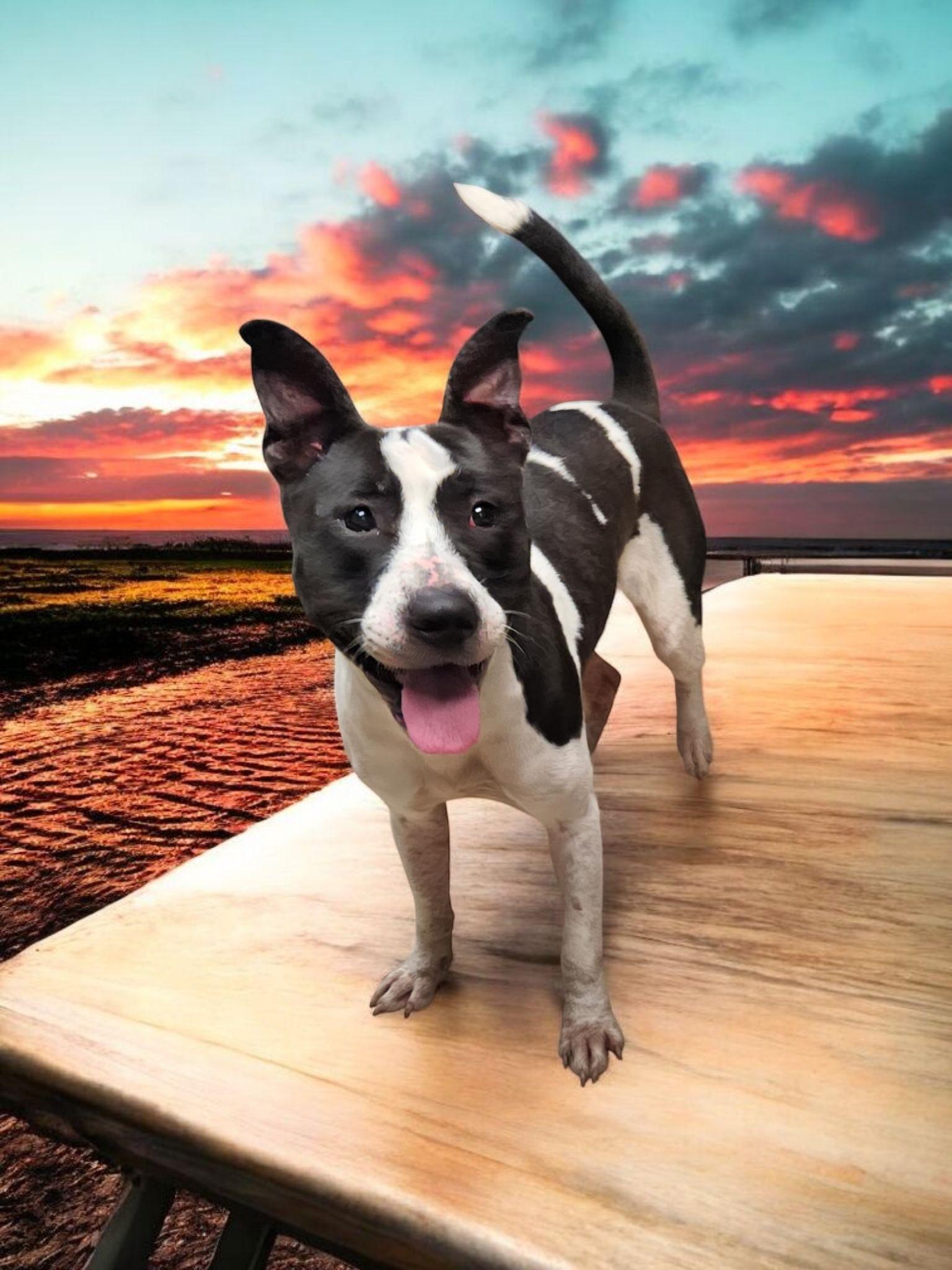 Applesauce, a Adoptable mixed breed image 3/6