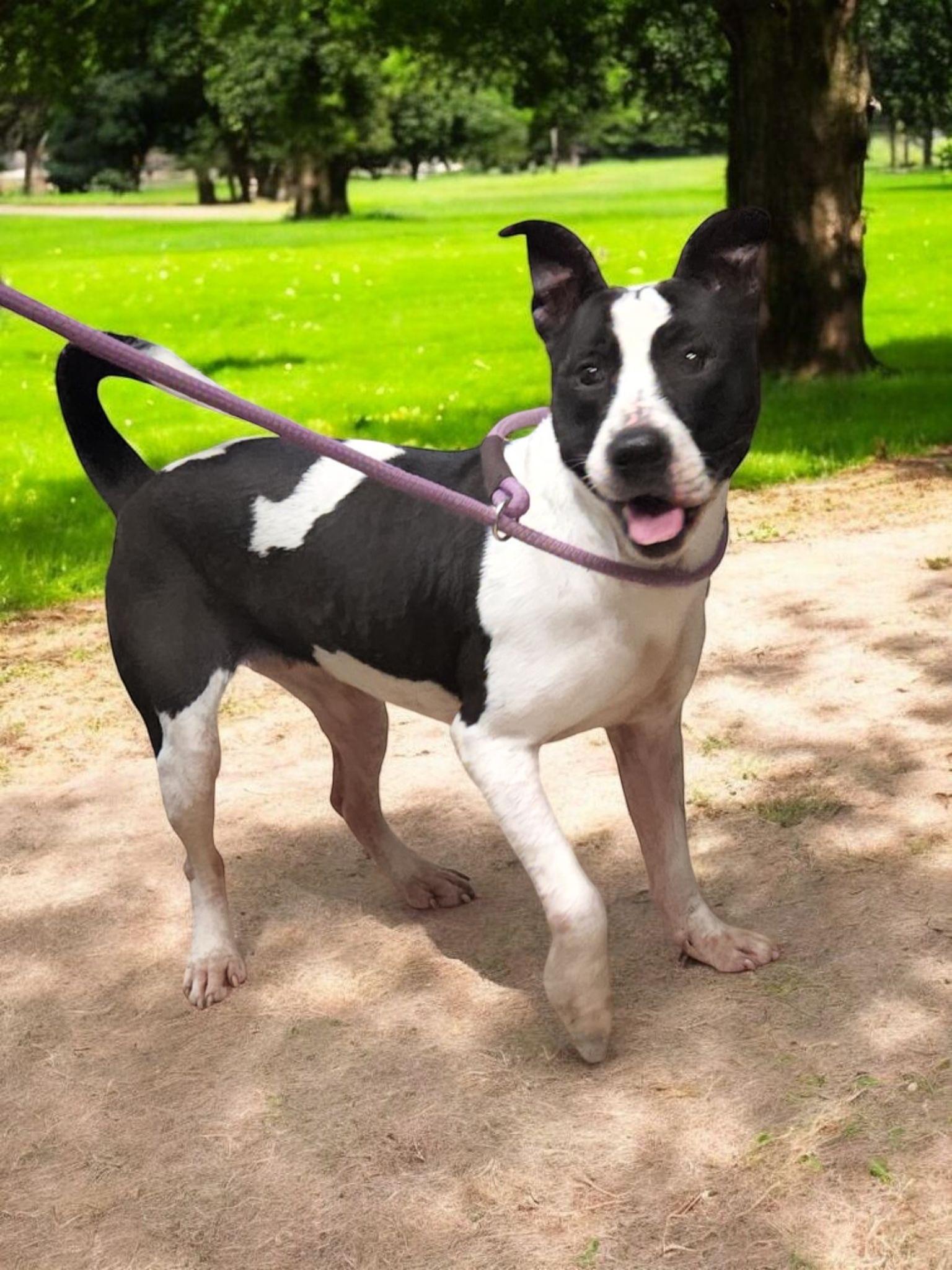 Applesauce, a Adoptable mixed breed image 6/6