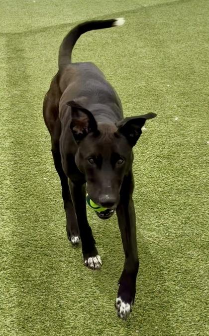Scout, Adoptable, Adult Female Mixed Breed & Mixed Breed.
