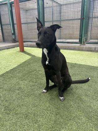 Scout, a Adoptable mixed breed in Fort Worth, TX image 2/3