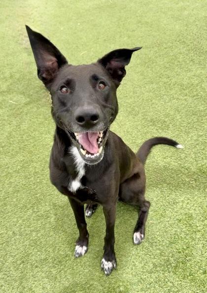 Scout, a Adoptable mixed breed in Fort Worth, TX image 3/3