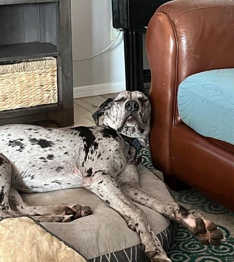 Poppy, ADOPTABLE, Young Female Great Dane.