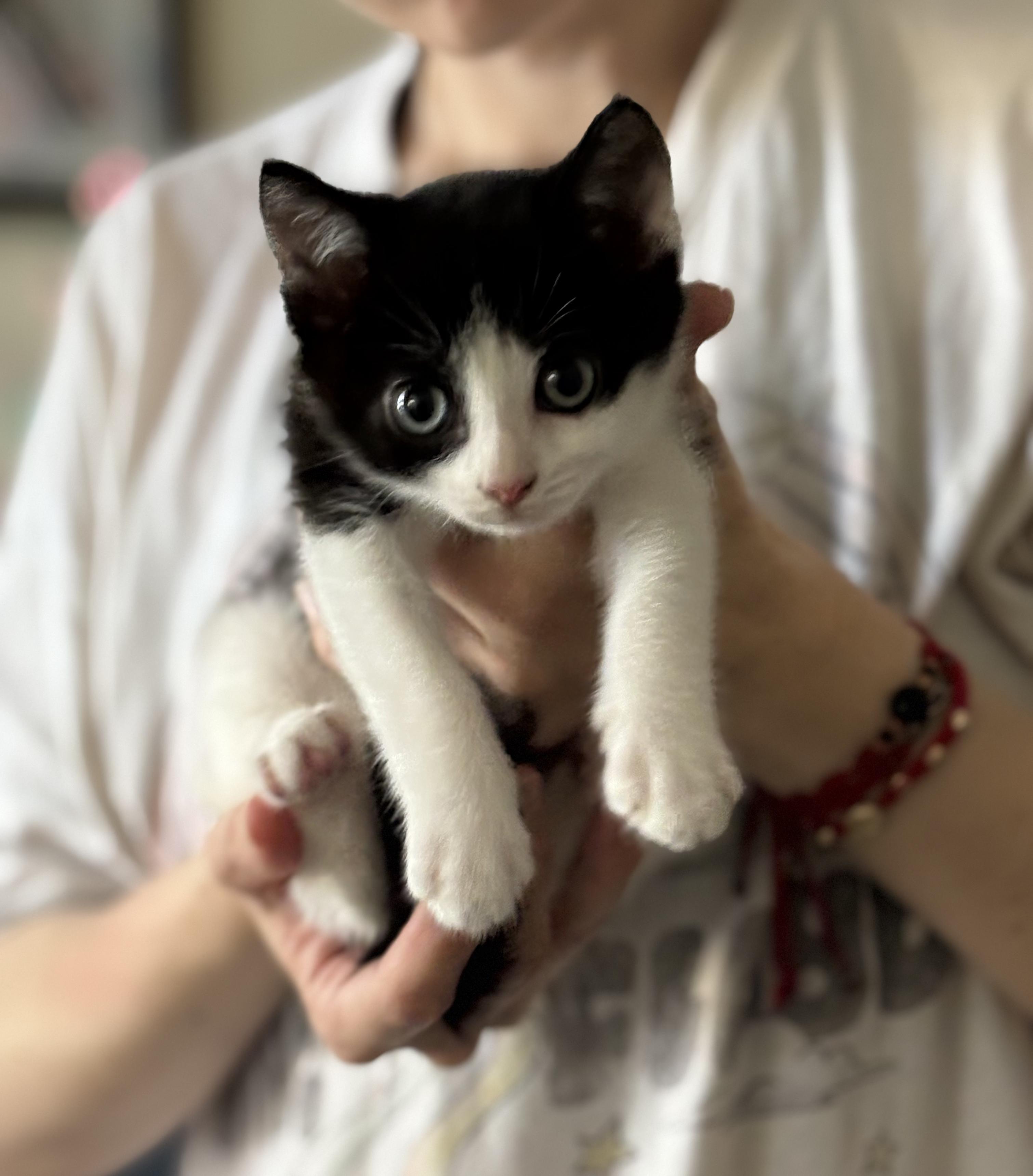 Enlarge Tom N Jerry, a ADOPTABLE American Shorthair in Jersey City, NJ image 4/6