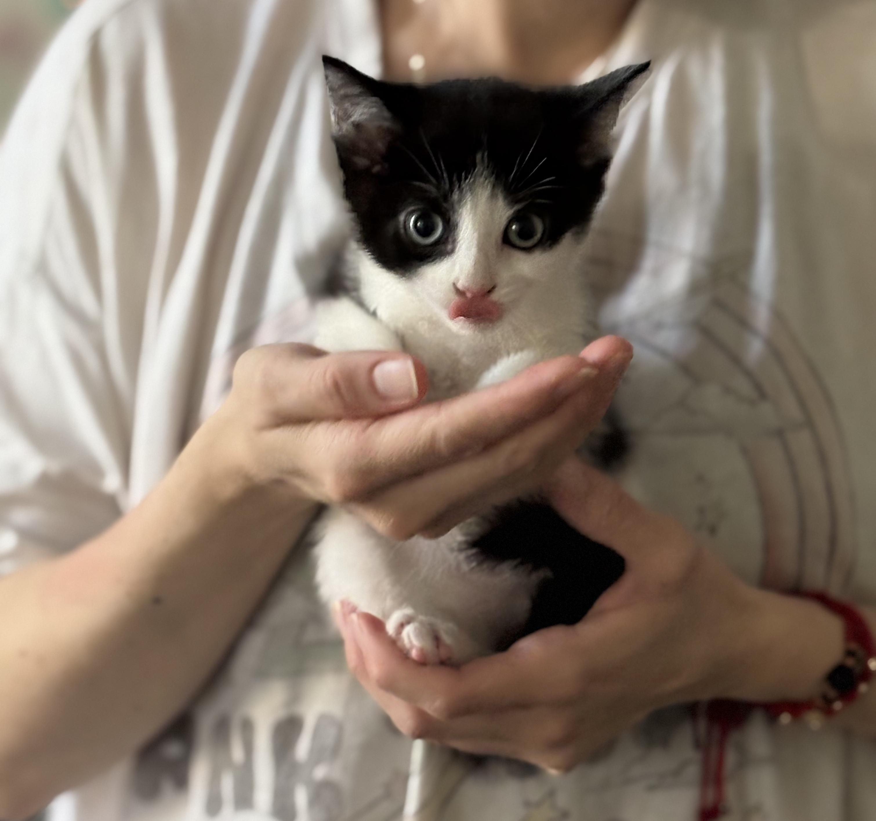 Enlarge Tom N Jerry, a ADOPTABLE American Shorthair in Jersey City, NJ image 6/6