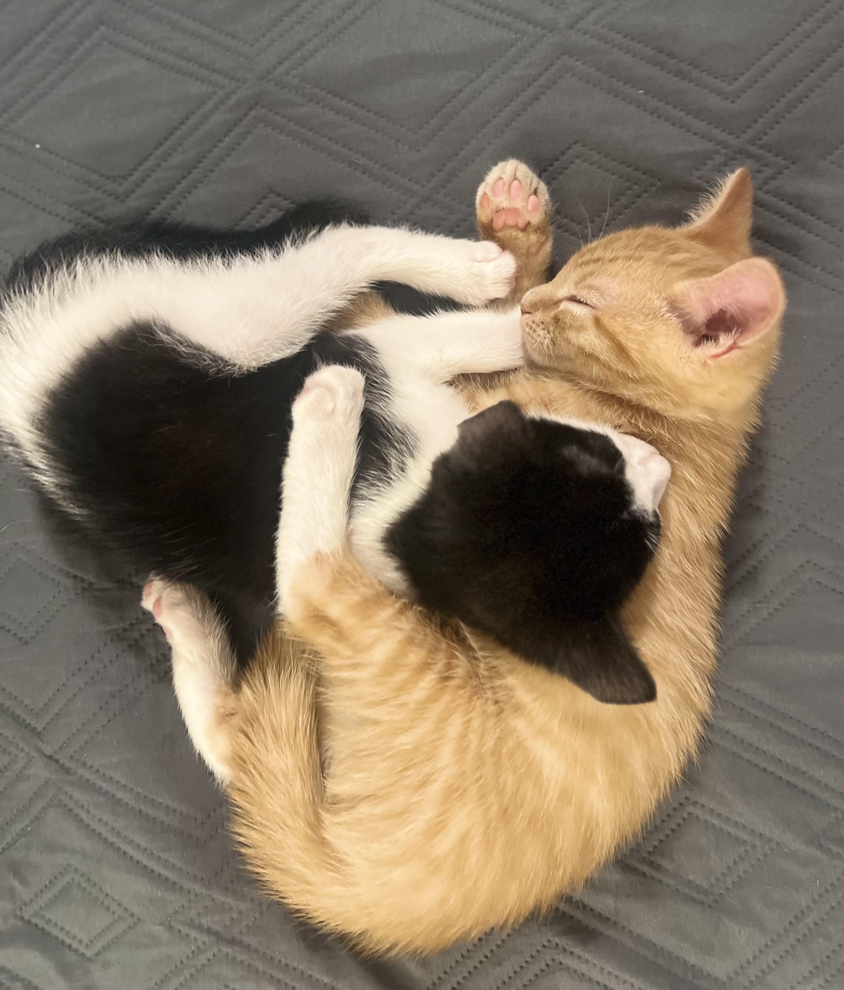 Enlarge Tom N Jerry, a ADOPTABLE American Shorthair in Jersey City, NJ image 1/6