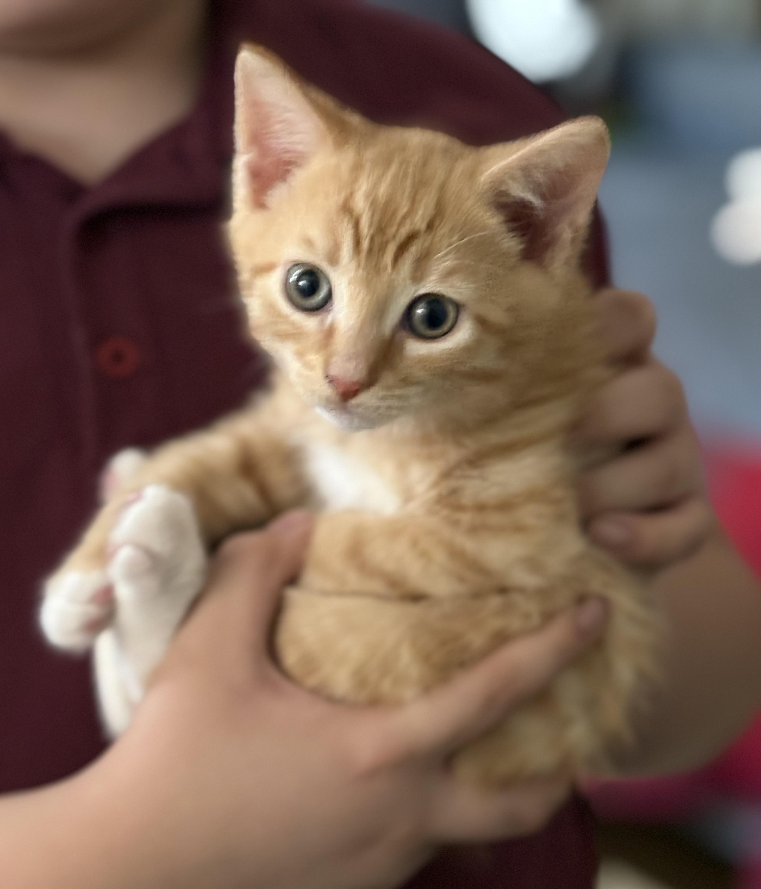 Enlarge Tom N Jerry, a ADOPTABLE American Shorthair in Jersey City, NJ image 2/6