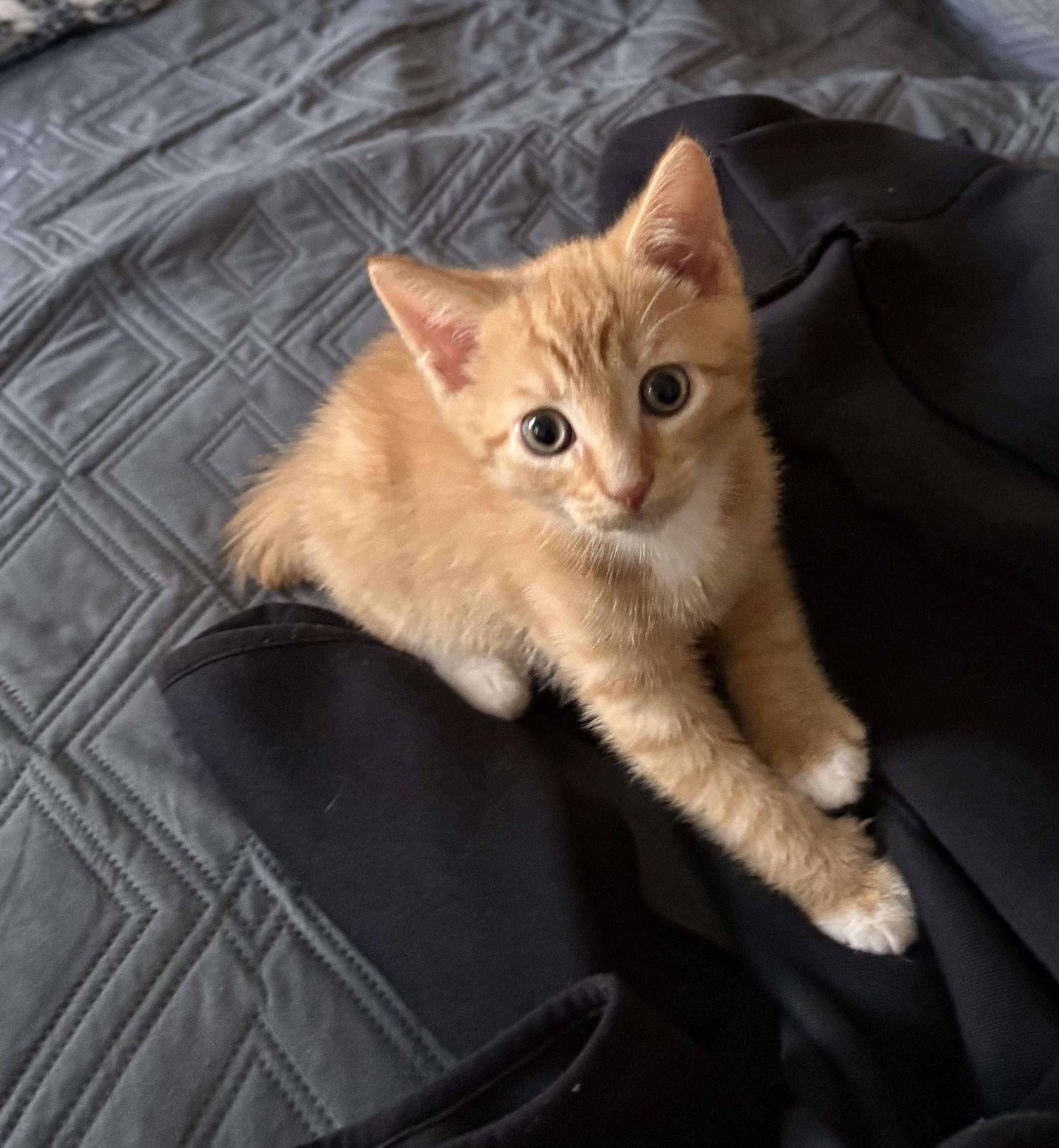 Enlarge Tom N Jerry, a ADOPTABLE American Shorthair in Jersey City, NJ image 5/6