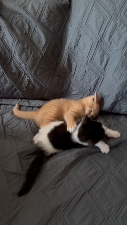 Enlarge Tom N Jerry, a ADOPTABLE American Shorthair in Jersey City, NJ video 3/6