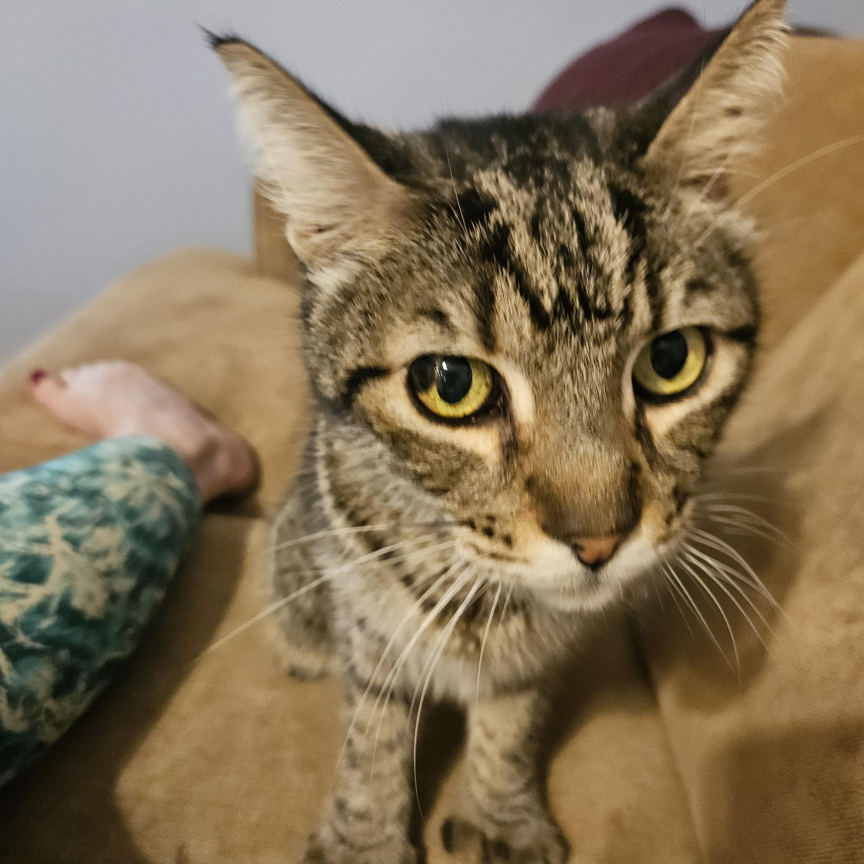Enlarge Oscar, an adopted Extra-Toes Cat / Hemingway Polydactyl in Santa Clarita, CA image 1/4