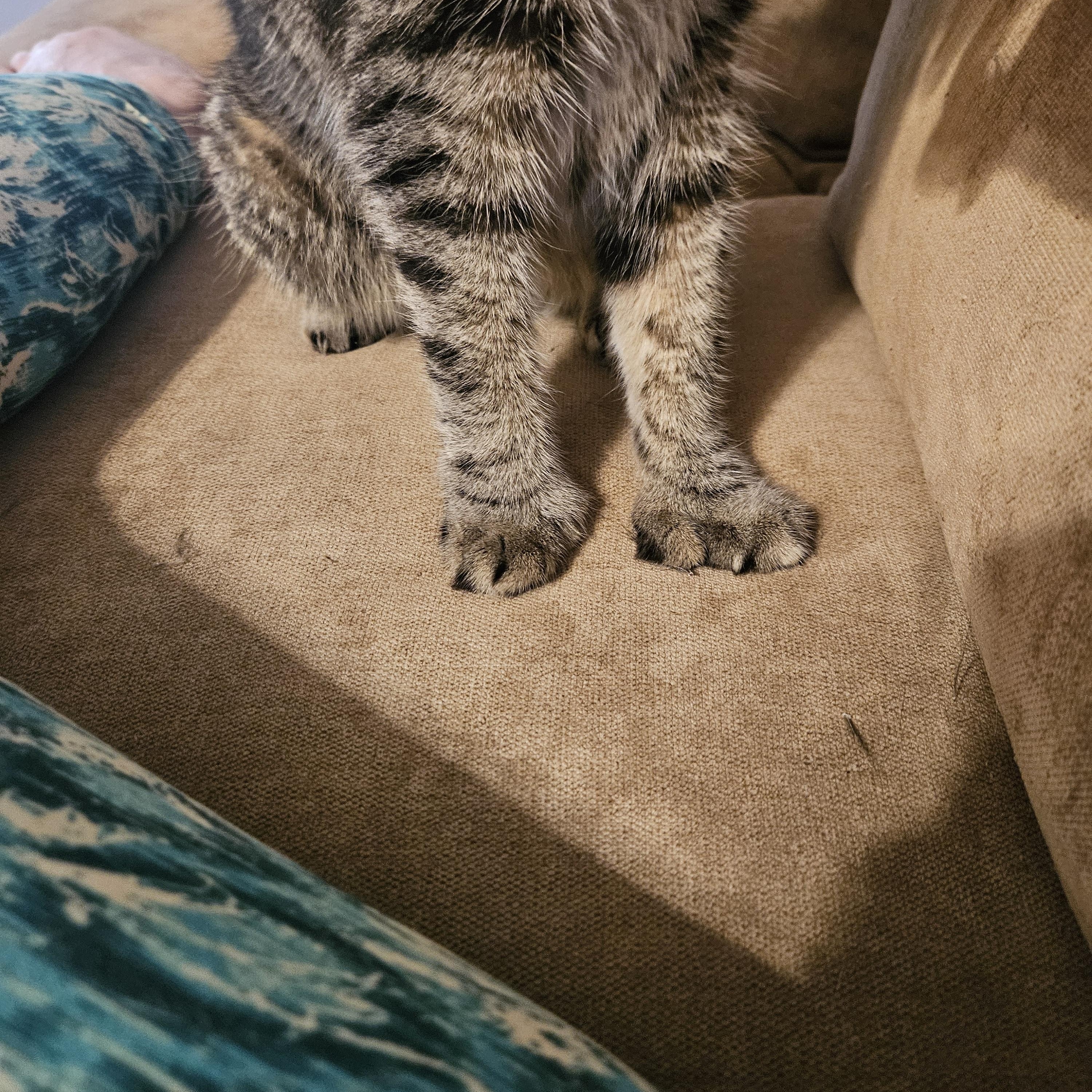 Enlarge Oscar, an adopted Extra-Toes Cat / Hemingway Polydactyl in Santa Clarita, CA image 3/4