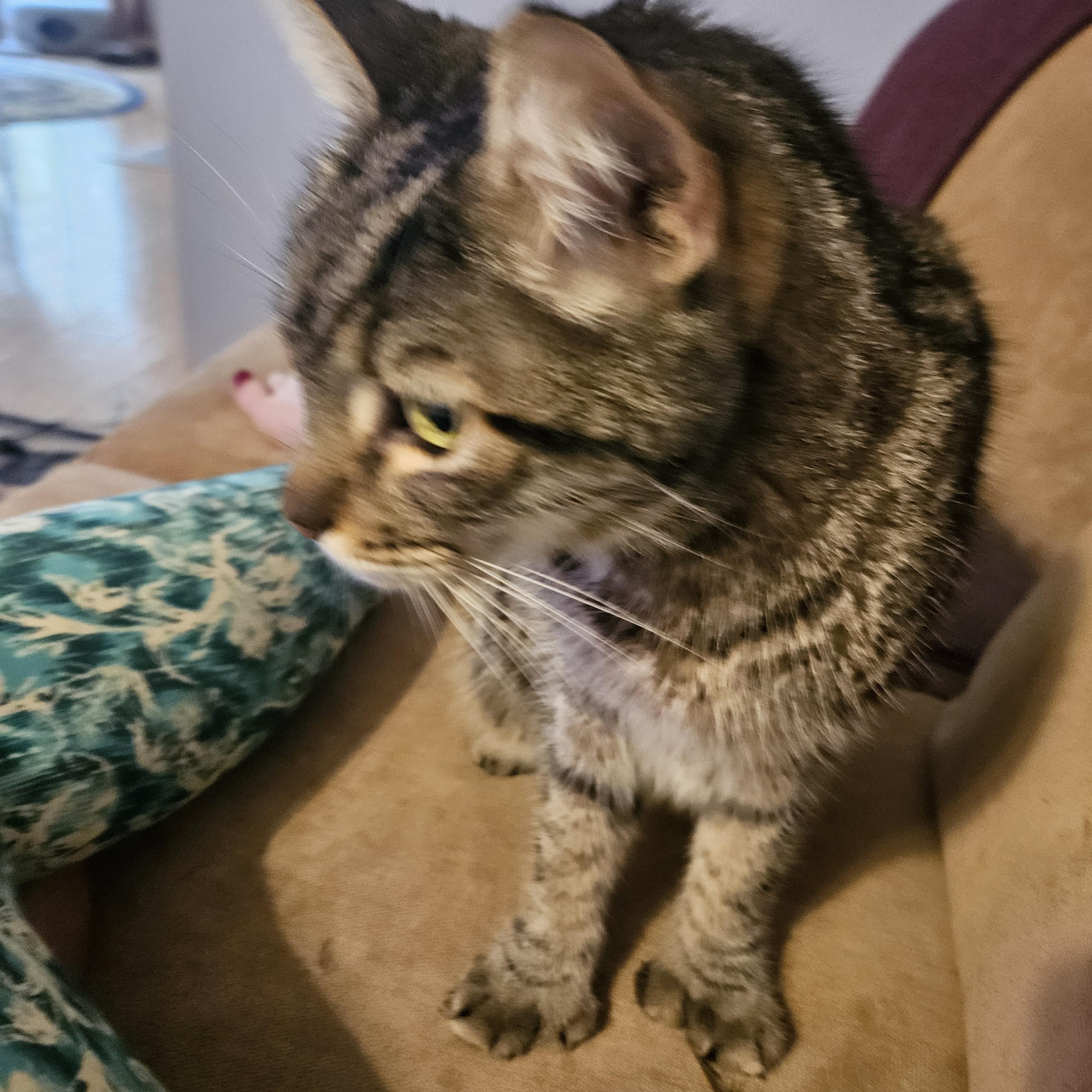 Enlarge Oscar, an adopted Extra-Toes Cat / Hemingway Polydactyl in Santa Clarita, CA image 4/4