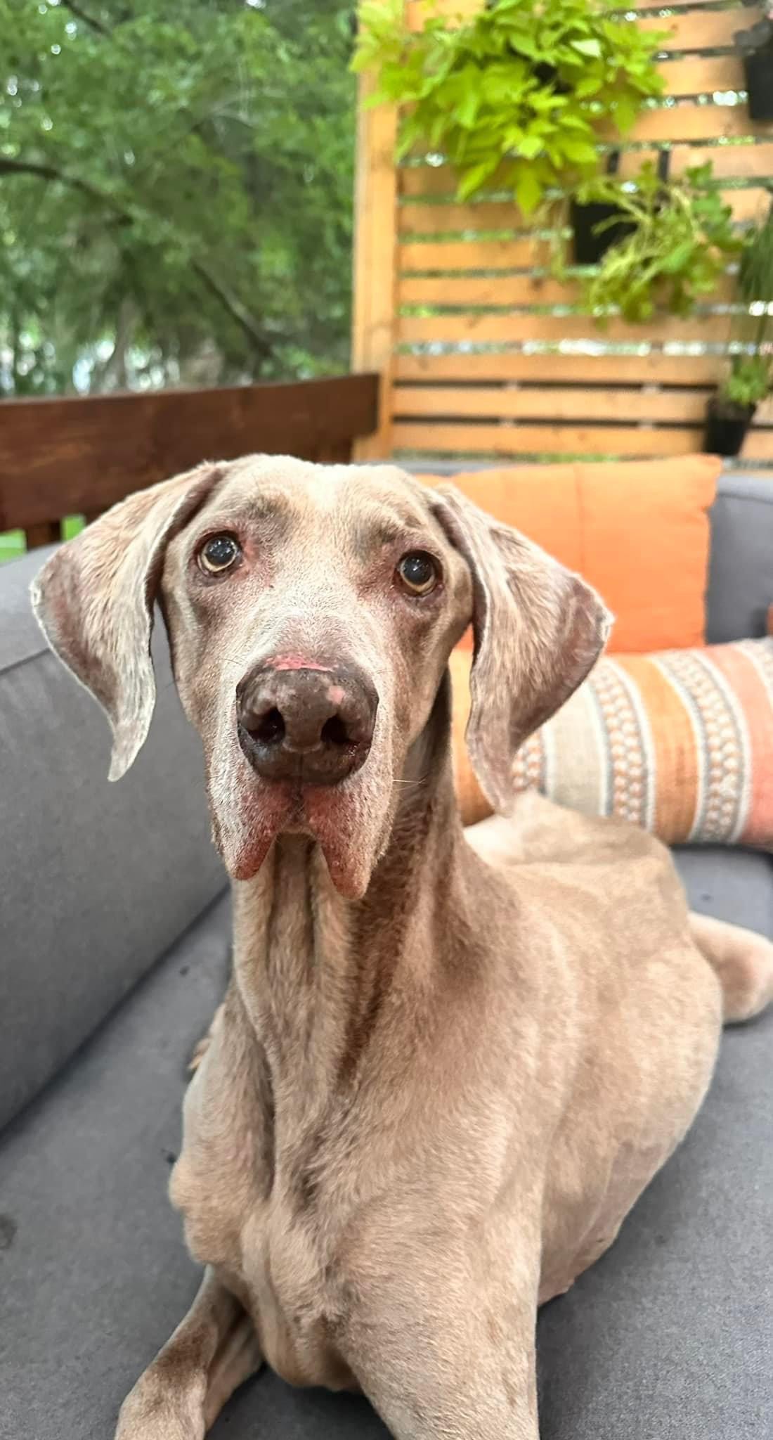 Enlarge Orion, a Adopted Weimaraner in Des Moines, IA image 1/3