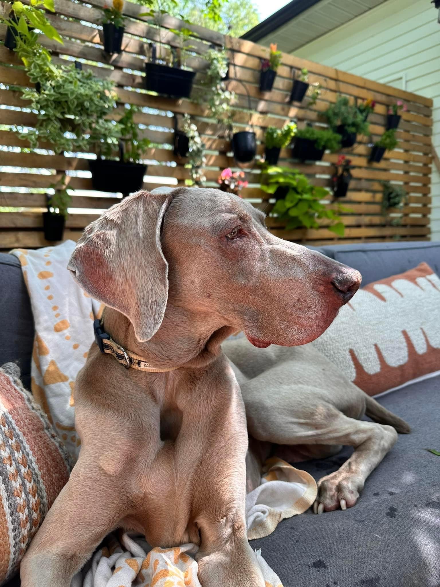 Enlarge Orion, a Adopted Weimaraner in Des Moines, IA image 2/3
