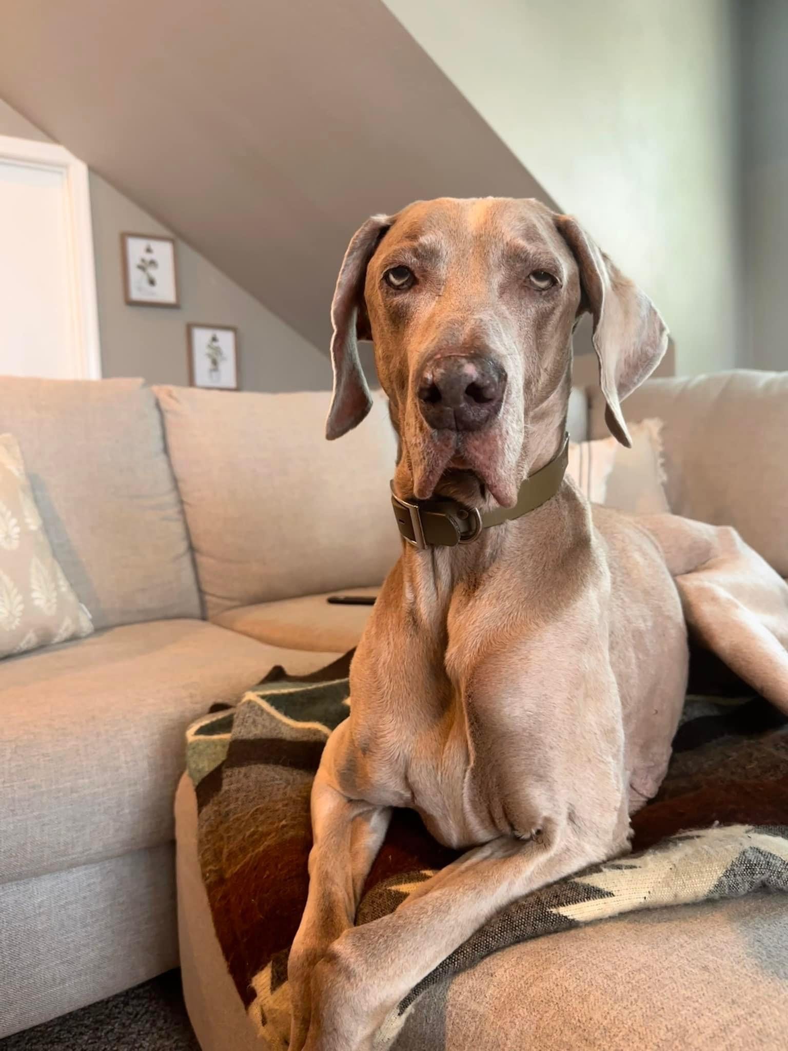 Enlarge Orion, a Adopted Weimaraner in Des Moines, IA image 3/3