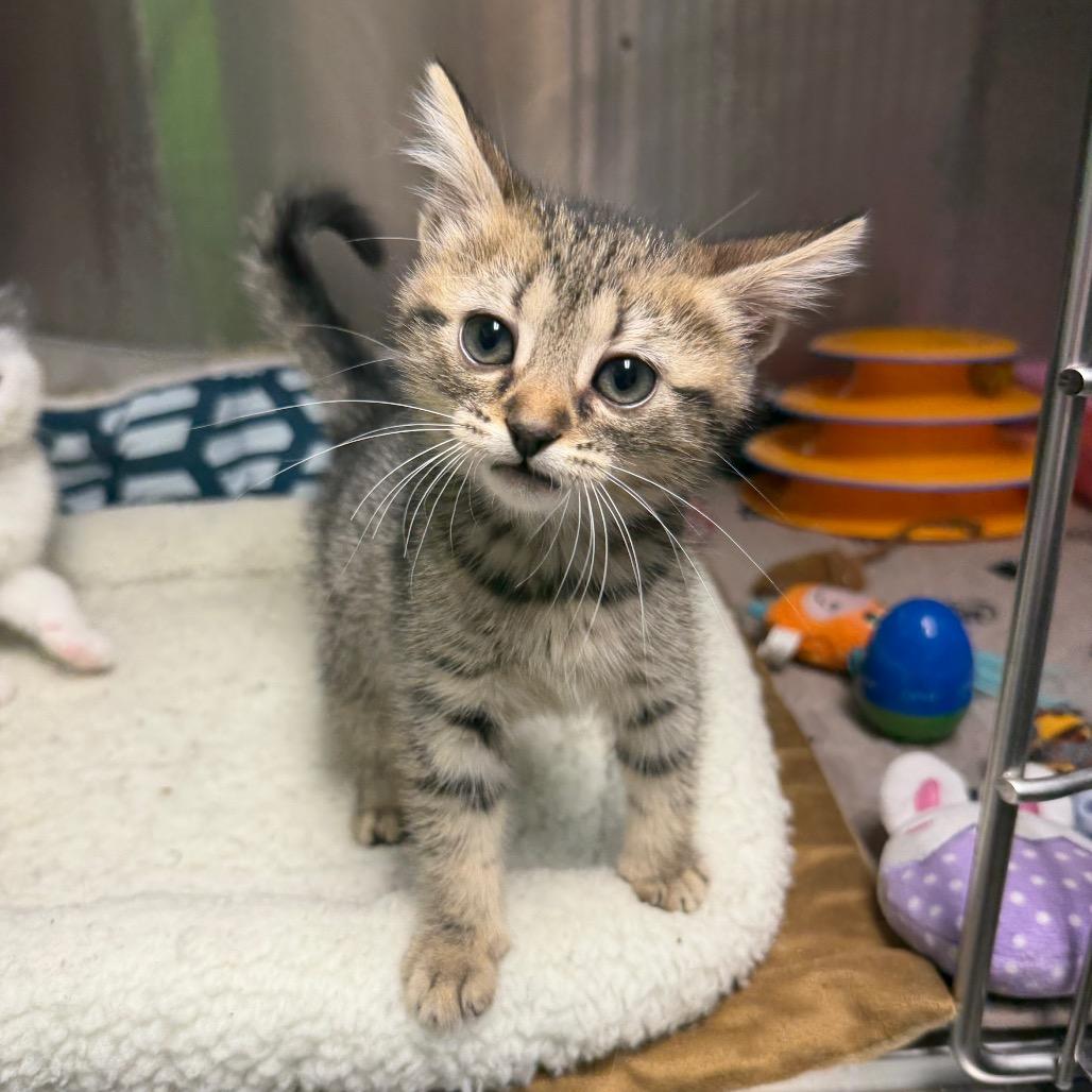 Koozie, a Adoptable Domestic Short Hair in Waynesville, NC image 1/4
