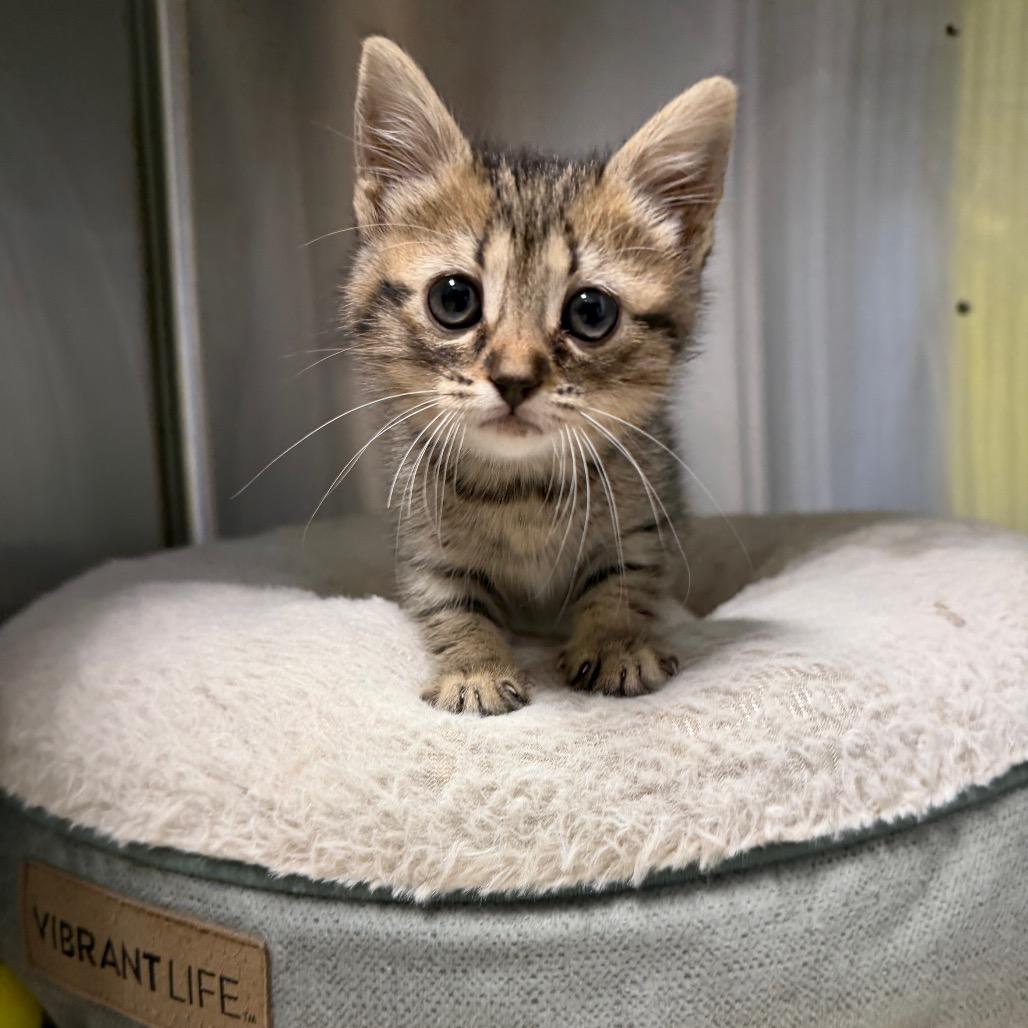 Koozie, a Adoptable Domestic Short Hair in Waynesville, NC image 2/4