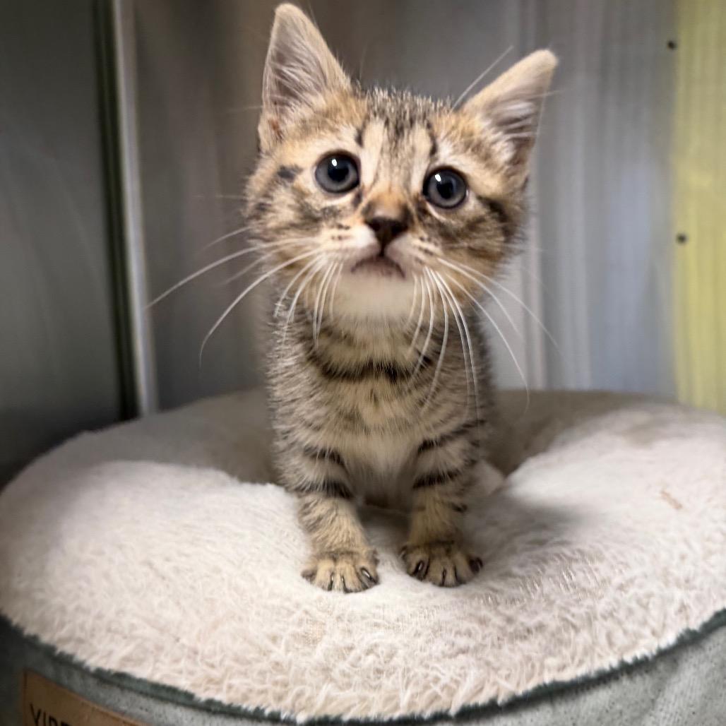 Koozie, a Adoptable Domestic Short Hair in Waynesville, NC image 3/4