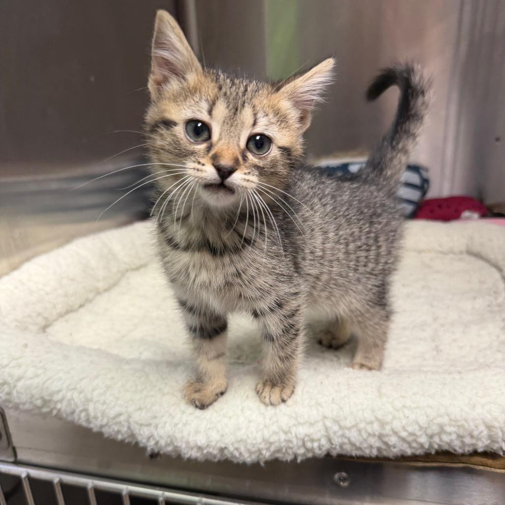 Koozie, a Adoptable Domestic Short Hair in Waynesville, NC image 4/4