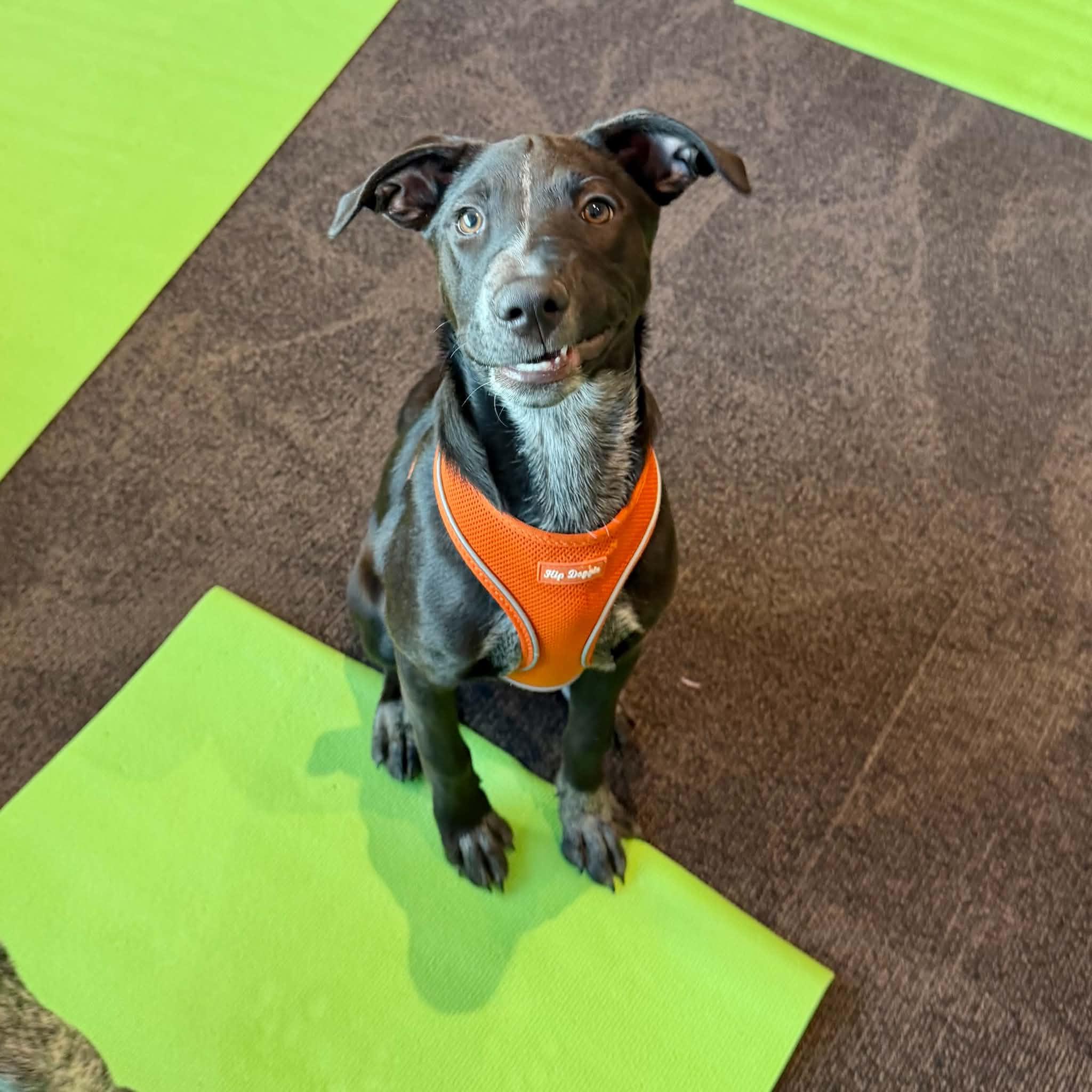 Enlarge Winnie, a Adoptable mixed breed in Boulder, CO image 6/6