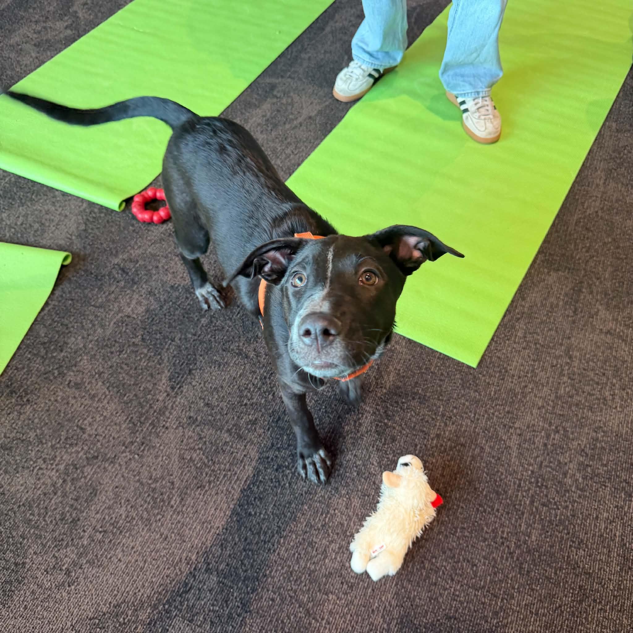 Enlarge Winnie, a Adoptable mixed breed in Boulder, CO image 4/6