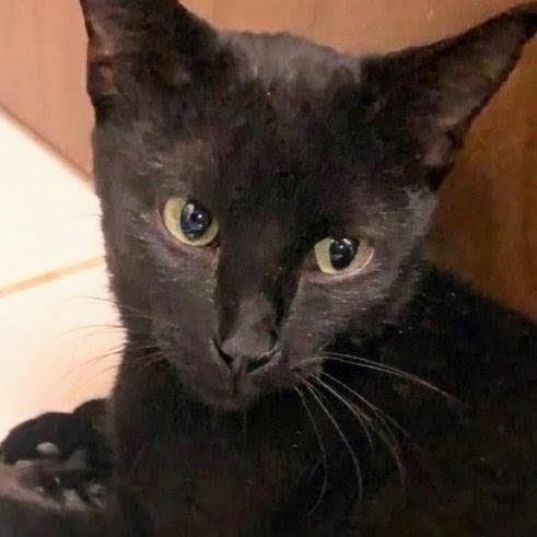 Enlarge Elvira, a Adopted Domestic Short Hair in Johnsburg, IL image 4/5
