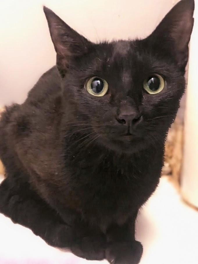 Enlarge Elvira, a Adopted Domestic Short Hair in Johnsburg, IL image 5/5