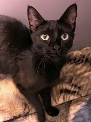 Enlarge Elvira, a Adopted Domestic Short Hair in Johnsburg, IL image 3/5