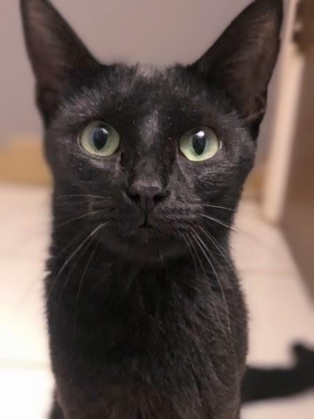Enlarge Elvira, a Adopted Domestic Short Hair in Johnsburg, IL image 2/5