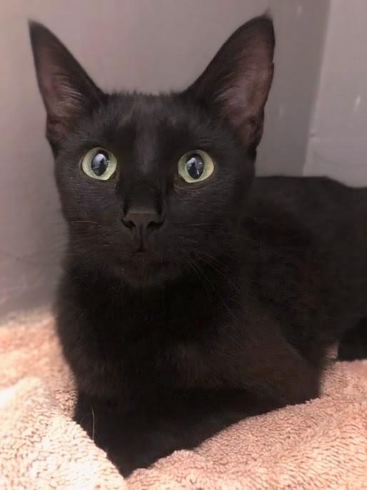 Enlarge Elvira, a Adopted Domestic Short Hair in Johnsburg, IL image 1/5